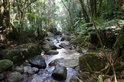 Photo of El Yunque National Forest, Puerto Rico by Aswin Ramakrishnan