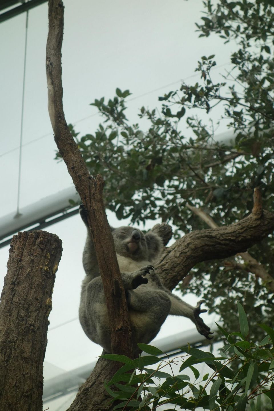 Photo of WILD LIFE Sydney Zoo, Sydney, New South Wales, Australia by Aswin Ramakrishnan