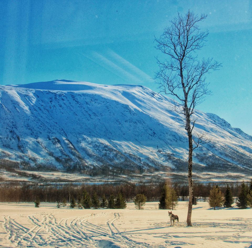 Photo of Things to do in Norway: Summer, Winter, Dog sledding, Northern Lights by Manali