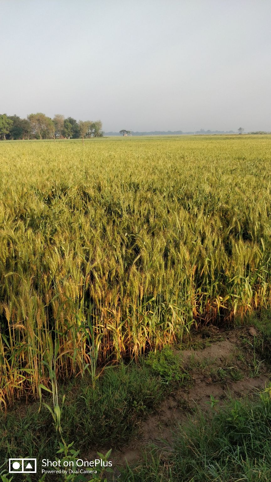 Photo of बुलंदशहर, Uttar Pradesh, India by Pratiksha Shankhdhar