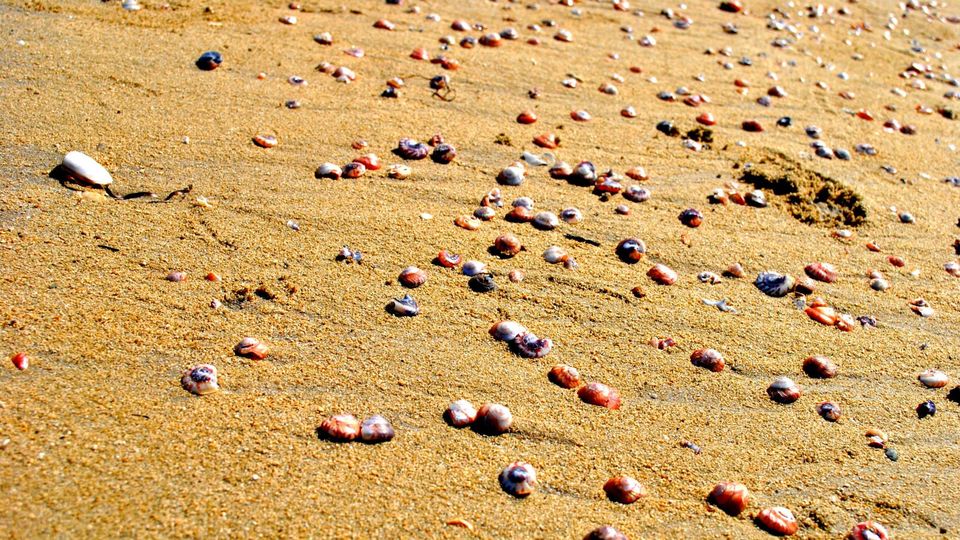Photo of Waihi Beach camping trip by Noopur Shah