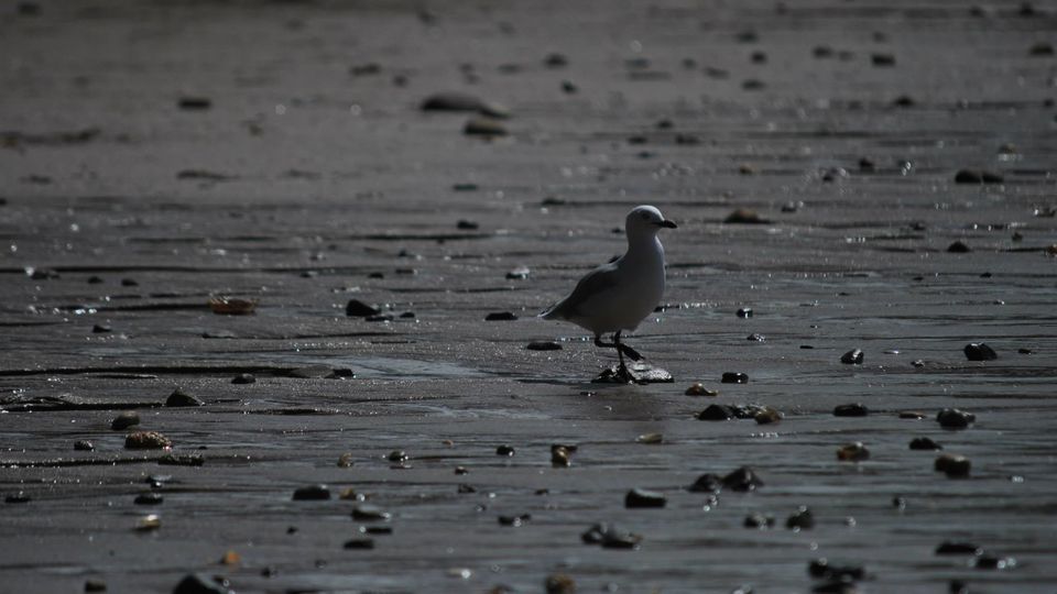 Photo of Waihi Beach camping trip by Noopur Shah