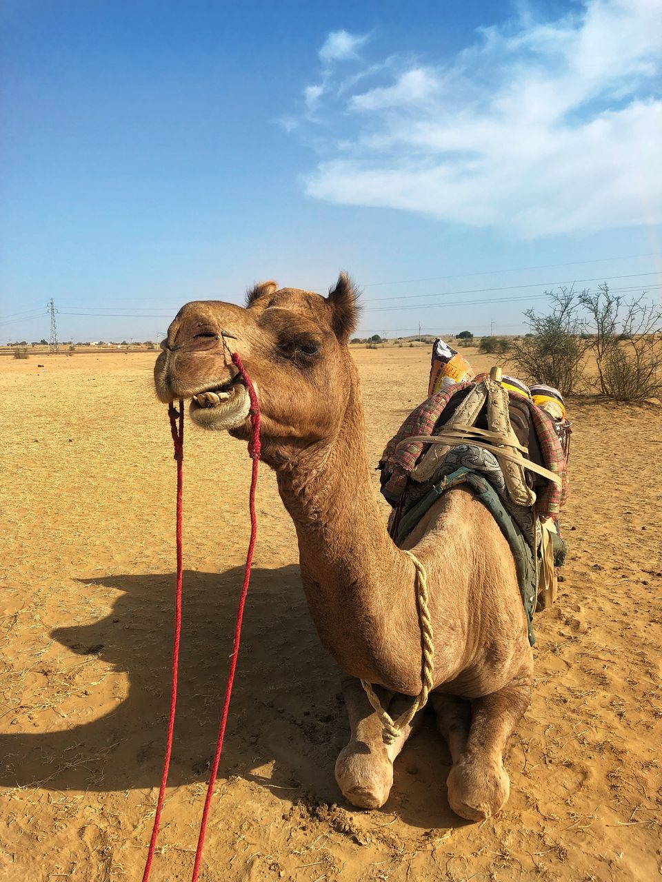 Photo of Jaisalmer, Rajasthan, India by ADITI PORWAL