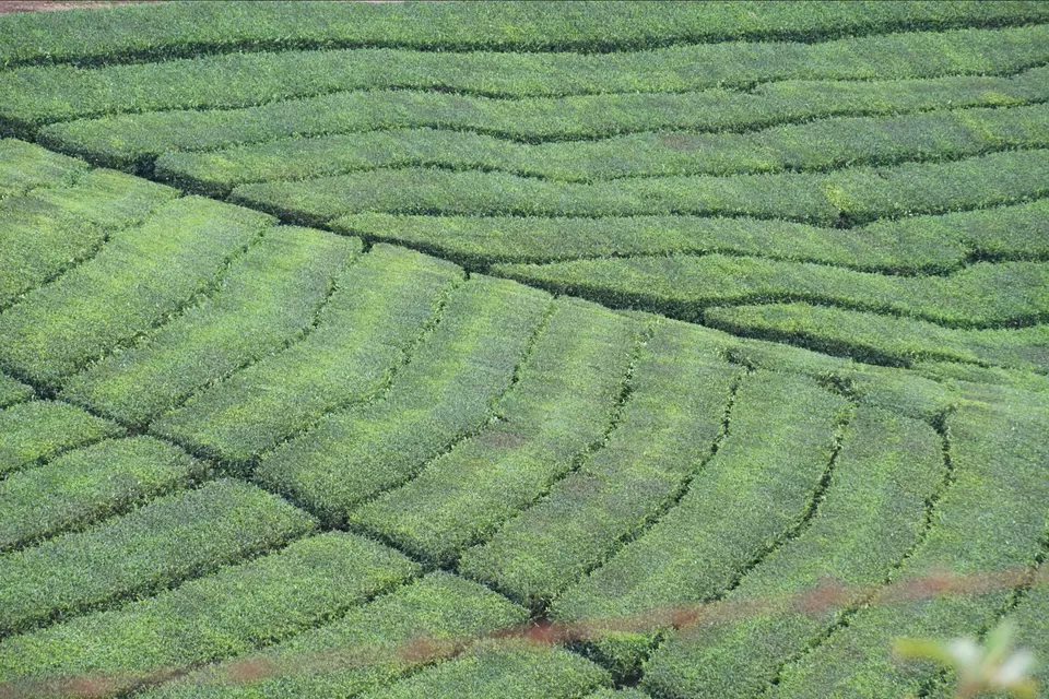 Photo of Megamalai, Tamil Nadu, India by Kerina Bene