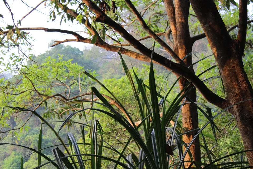 Photo of Road Trip to Wayanad,Kerala and Ooty by Anil Kumar Chavala