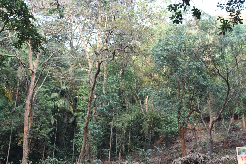 Photo of Road Trip to Wayanad,Kerala and Ooty by Anil Kumar Chavala