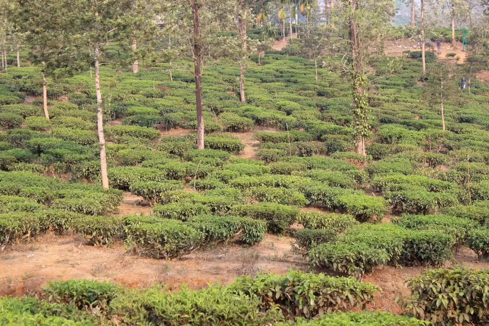 Photo of Road Trip to Wayanad,Kerala and Ooty by Anil Kumar Chavala