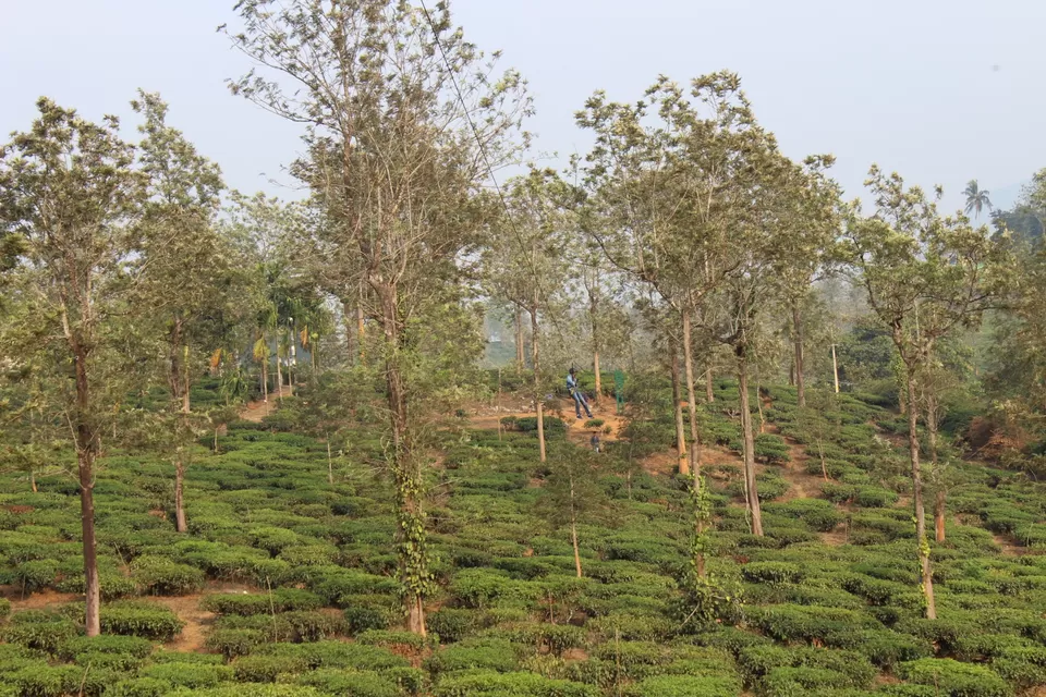 Photo of Road Trip to Wayanad,Kerala and Ooty by Anil Kumar Chavala