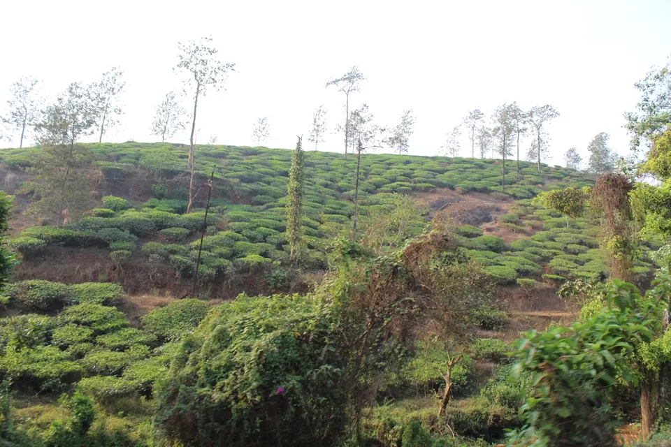 Photo of Road Trip to Wayanad,Kerala and Ooty by Anil Kumar Chavala