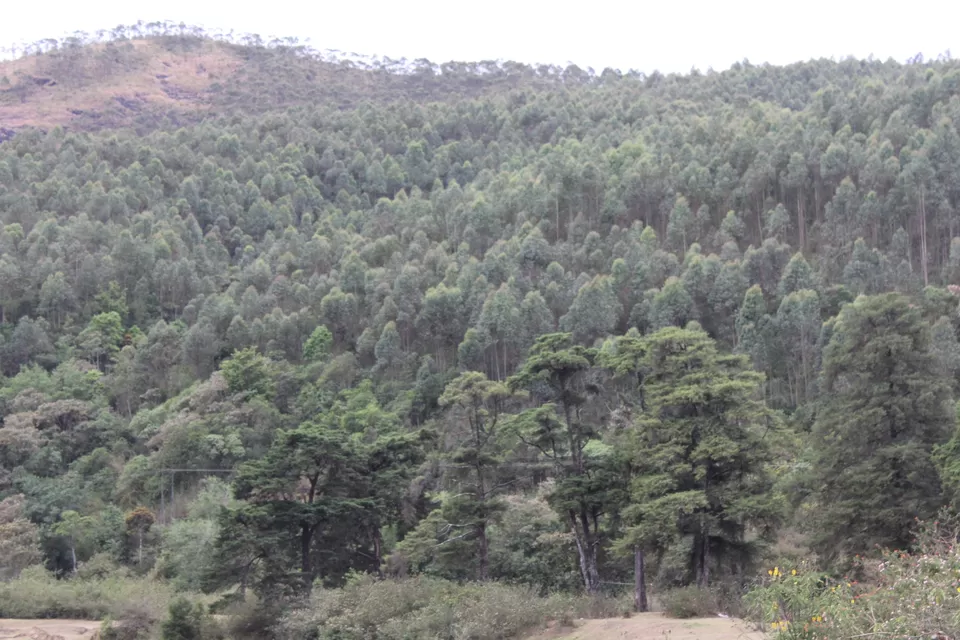Photo of Road Trip to Wayanad,Kerala and Ooty by Anil Kumar Chavala