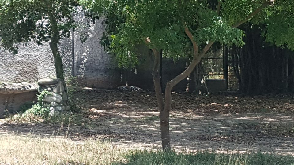 Photo of Chhatbir Zoo, Chattbir Zoo Road, Chhat, Punjab, India by Sandeep