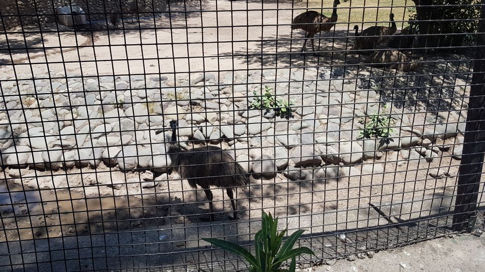 Photo of Chhatbir Zoo, Chattbir Zoo Road, Chhat, Punjab, India by Sandeep