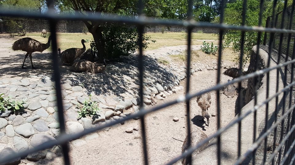 Photo of Chhatbir Zoo, Chattbir Zoo Road, Chhat, Punjab, India by Sandeep