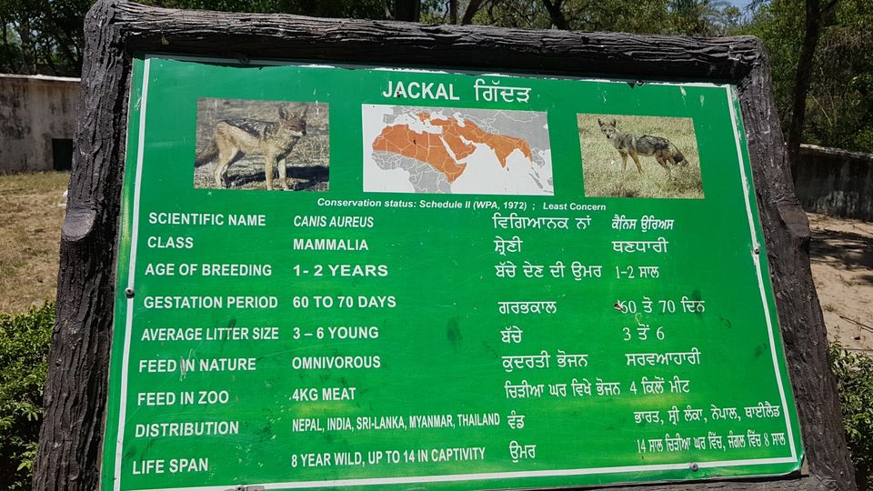 Photo of Chhatbir Zoo, Chattbir Zoo Road, Chhat, Punjab, India by Sandeep