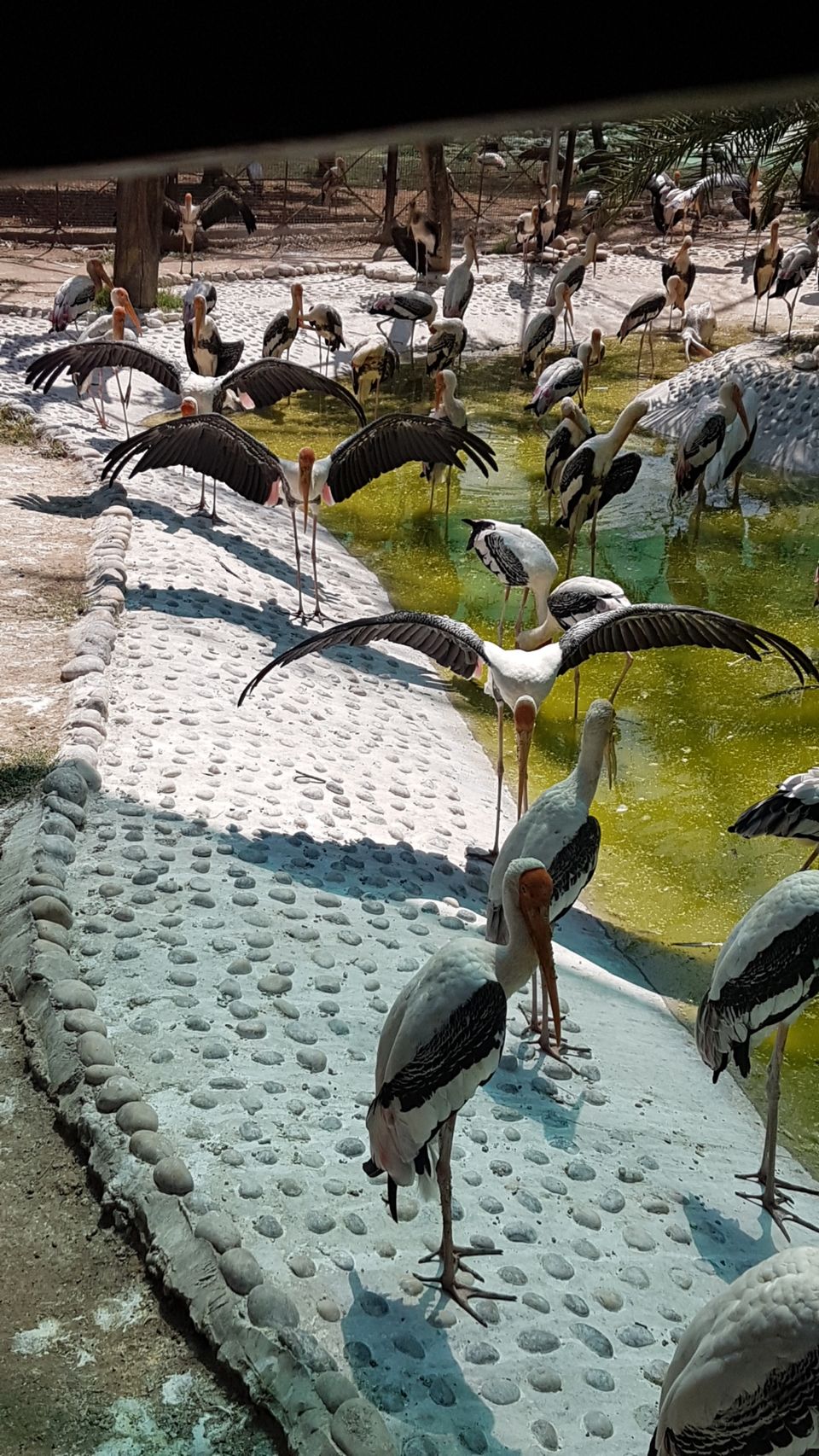 Photo of Chhatbir Zoo, Chattbir Zoo Road, Chhat, Punjab, India by Sandeep