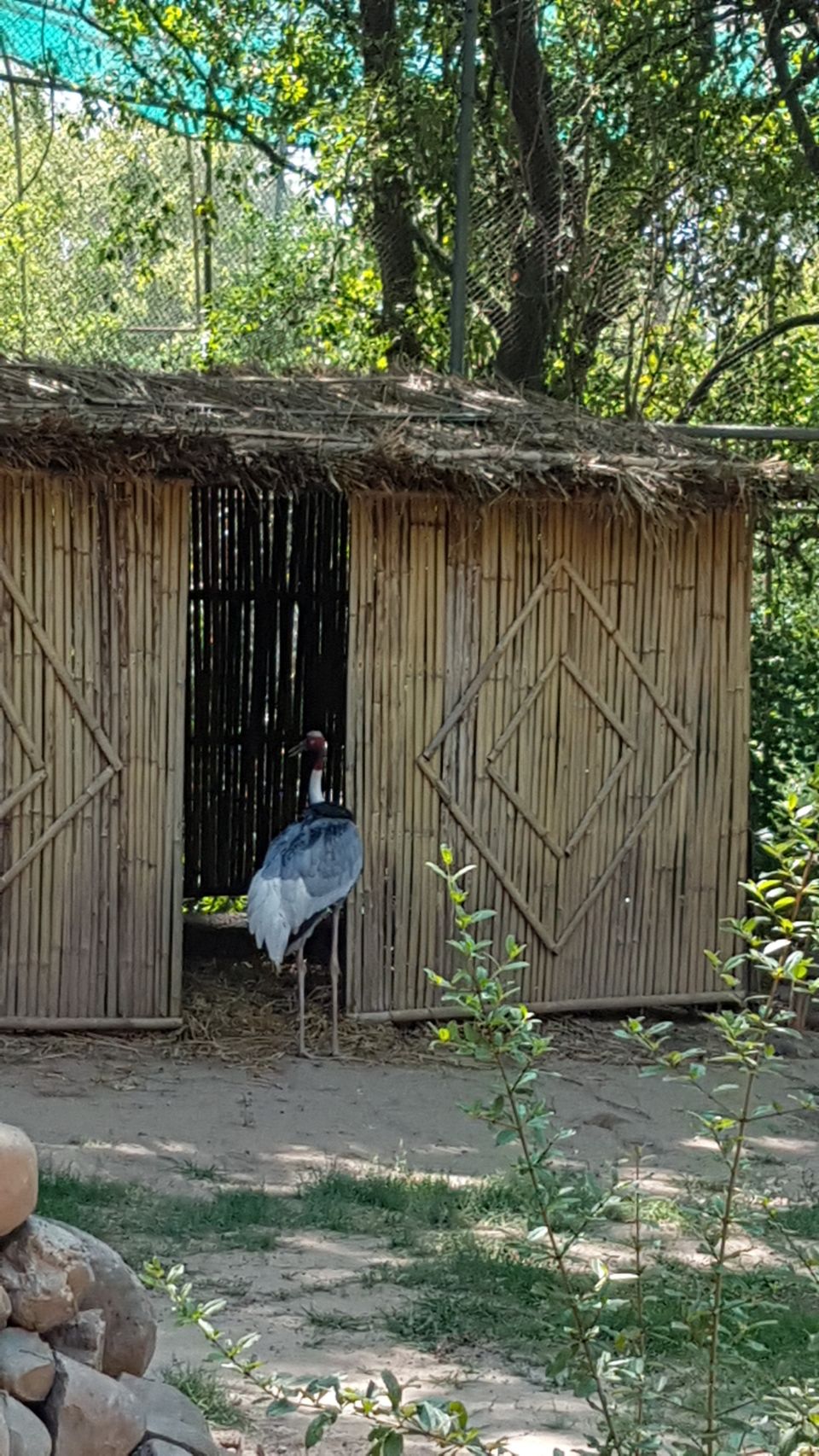 Photo of Chhatbir Zoo, Chattbir Zoo Road, Chhat, Punjab, India by Sandeep