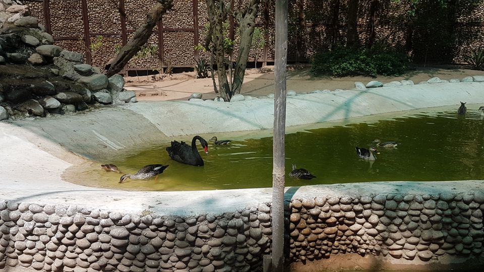 Photo of Chhatbir Zoo, Chattbir Zoo Road, Chhat, Punjab, India by Sandeep