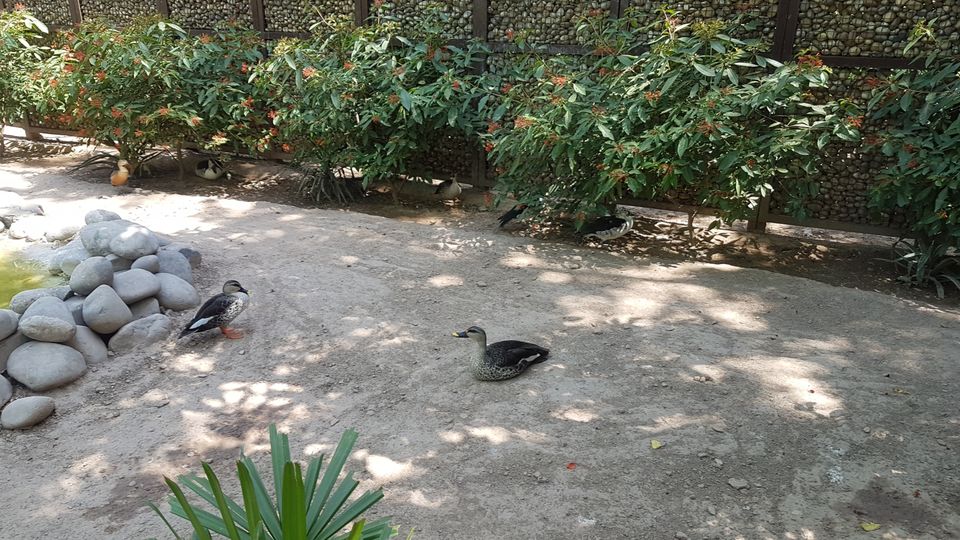 Photo of Chhatbir Zoo, Chattbir Zoo Road, Chhat, Punjab, India by Sandeep