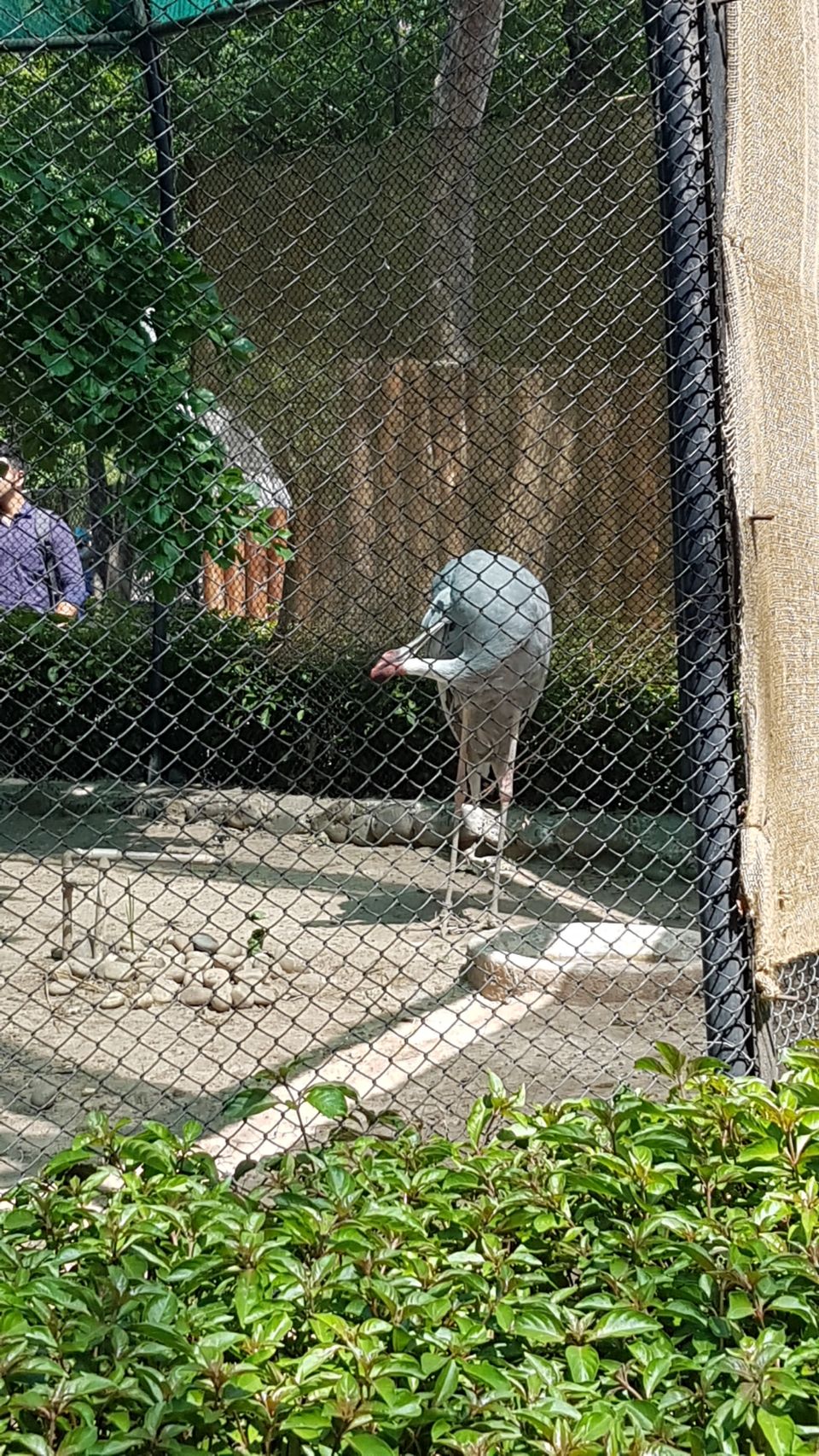 Photo of Chhatbir Zoo, Chattbir Zoo Road, Chhat, Punjab, India by Sandeep