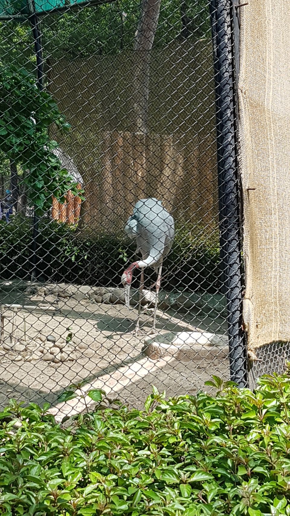 Photo of Chhatbir Zoo, Chattbir Zoo Road, Chhat, Punjab, India by Sandeep