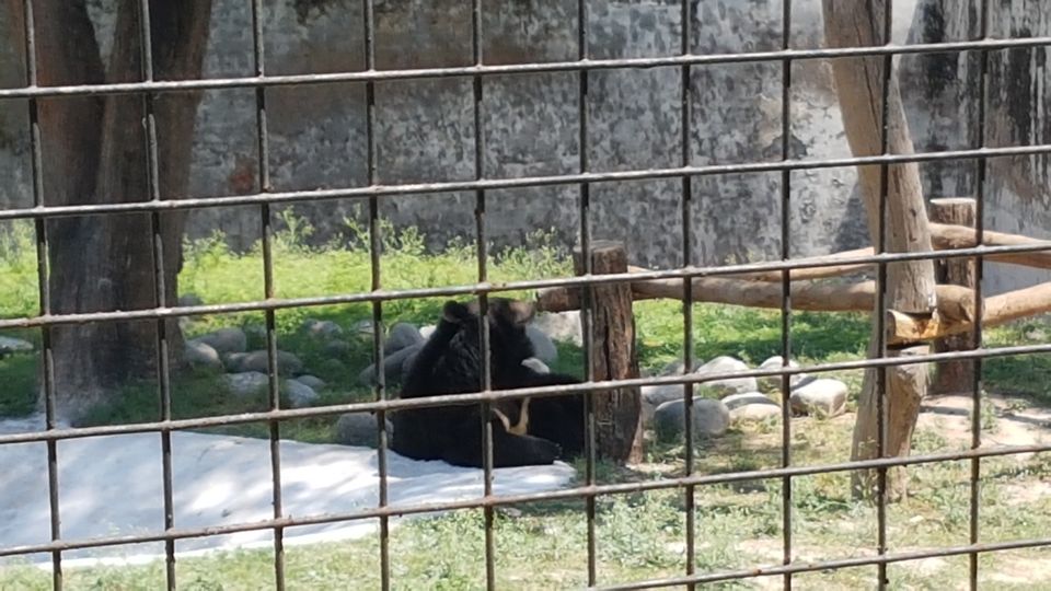 Photo of Chhatbir Zoo, Chattbir Zoo Road, Chhat, Punjab, India by Sandeep