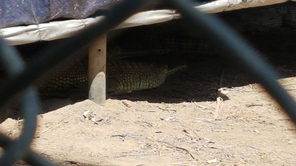 Photo of Chhatbir Zoo, Chattbir Zoo Road, Chhat, Punjab, India by Sandeep
