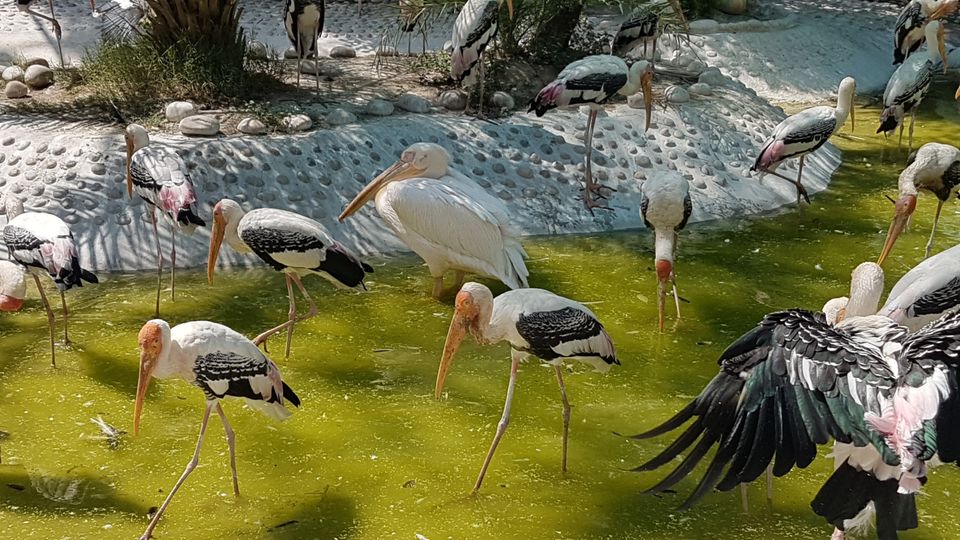 Photo of Chhatbir Zoo, Chattbir Zoo Road, Chhat, Punjab, India by Sandeep