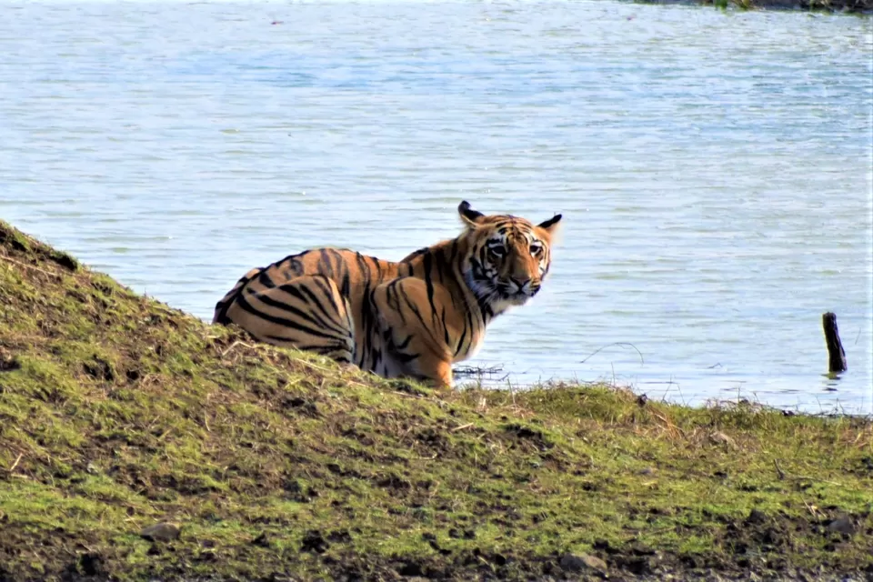 Photo of Tadoba National Park, Chandrapur, Maharashtra, India by Neil Lahiri