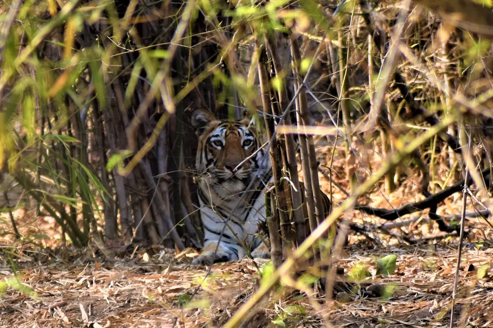 Photo of Tadoba National Park, Chandrapur, Maharashtra, India by Neil Lahiri