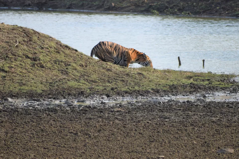 Photo of Tadoba National Park, Chandrapur, Maharashtra, India by Neil Lahiri