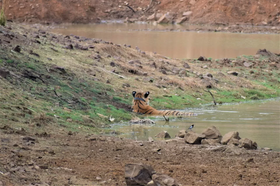 Photo of Tadoba National Park, Chandrapur, Maharashtra, India by Neil Lahiri