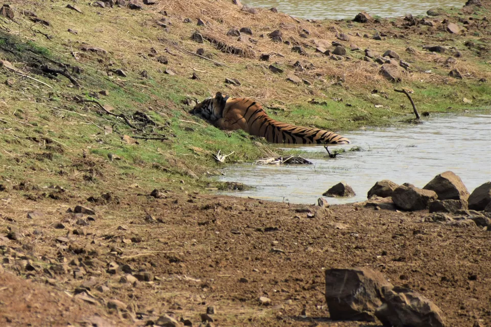 Photo of Tadoba National Park, Chandrapur, Maharashtra, India by Neil Lahiri