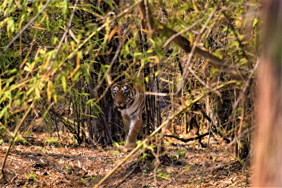 Photo of Tadoba National Park, Chandrapur, Maharashtra, India by Neil Lahiri