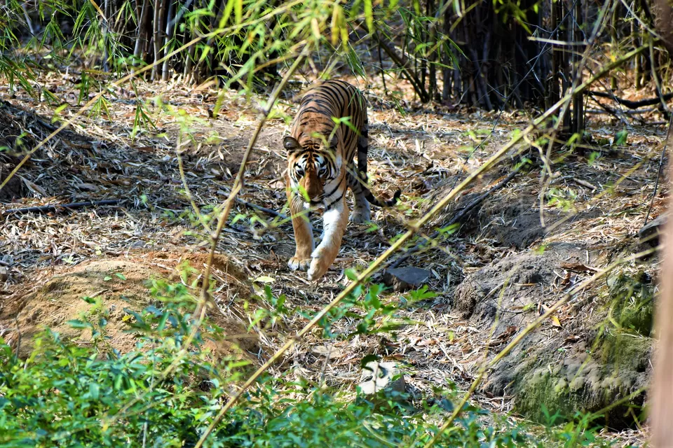 Photo of Tadoba National Park, Chandrapur, Maharashtra, India by Neil Lahiri