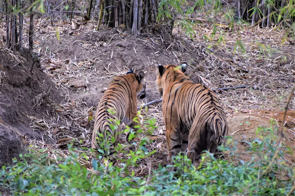 Photo of Tadoba National Park, Chandrapur, Maharashtra, India by Neil Lahiri