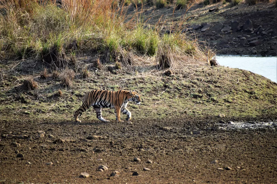 Photo of Tadoba National Park, Chandrapur, Maharashtra, India by Neil Lahiri