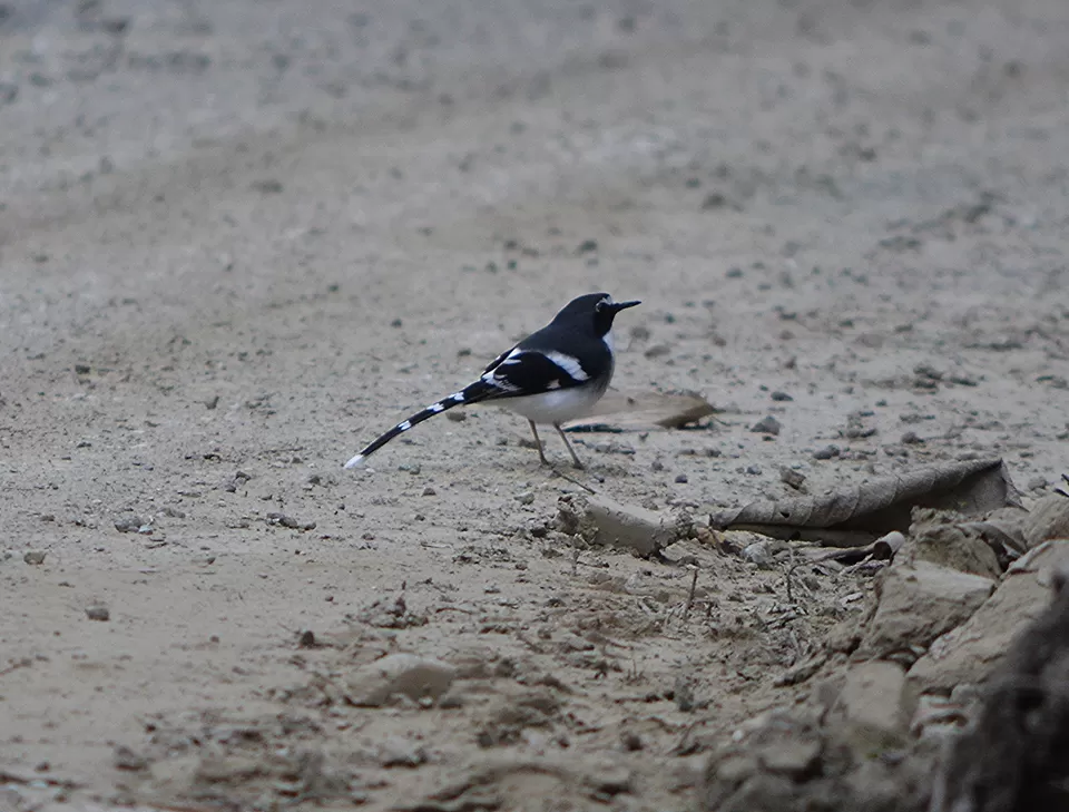 Photo of New Emali by Jitendra Kumar Sarmah