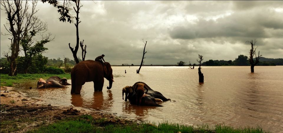 Photo of Sakrebailu by vinay chandran