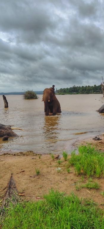 Photo of Sakrebailu by vinay chandran