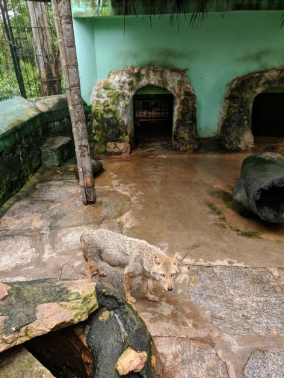 Photo of DreamLand of Drizzle : Malnad by vinay chandran