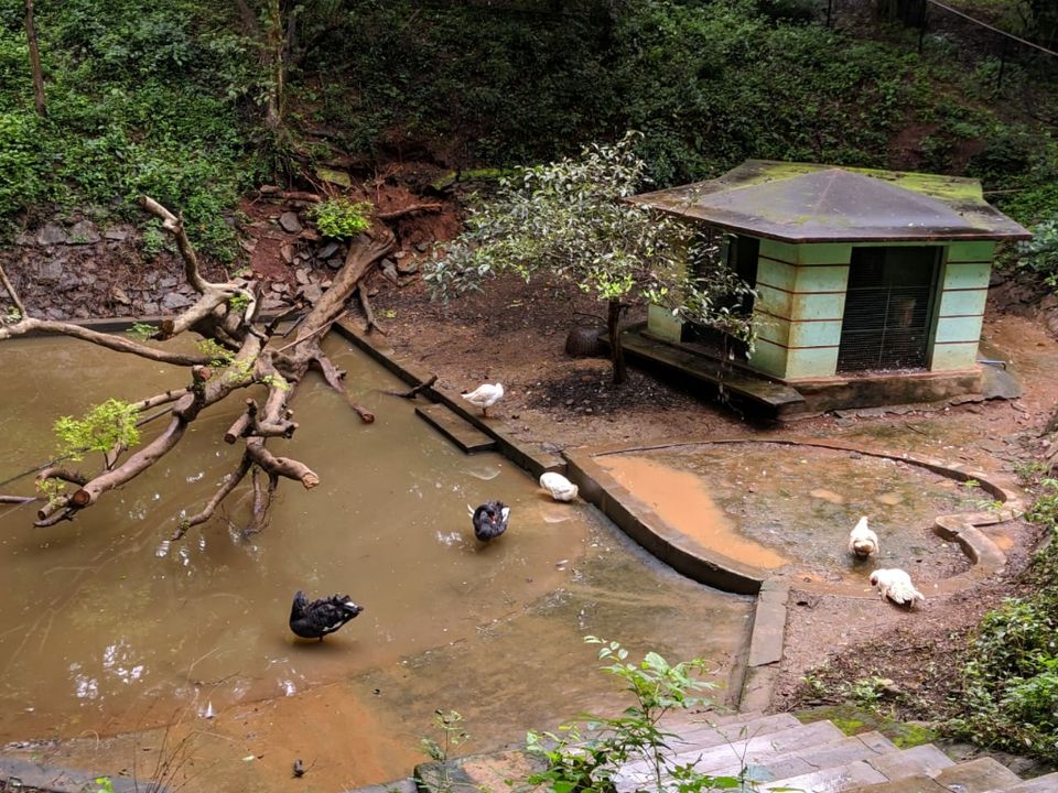 Photo of DreamLand of Drizzle : Malnad by vinay chandran