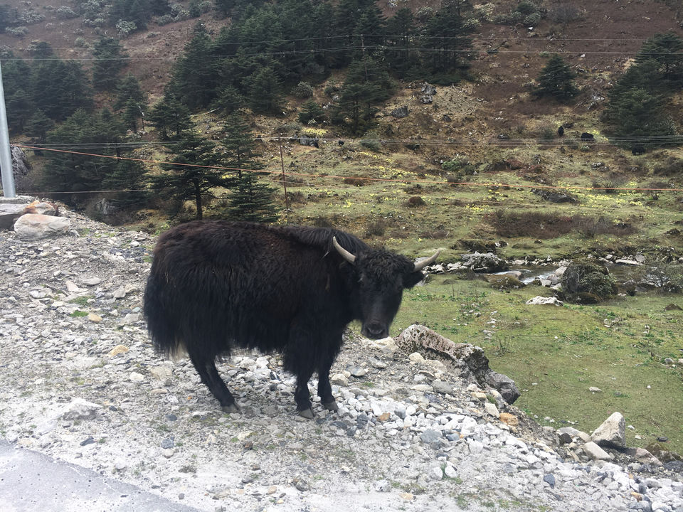 Photo of Tawang by poonam kalia