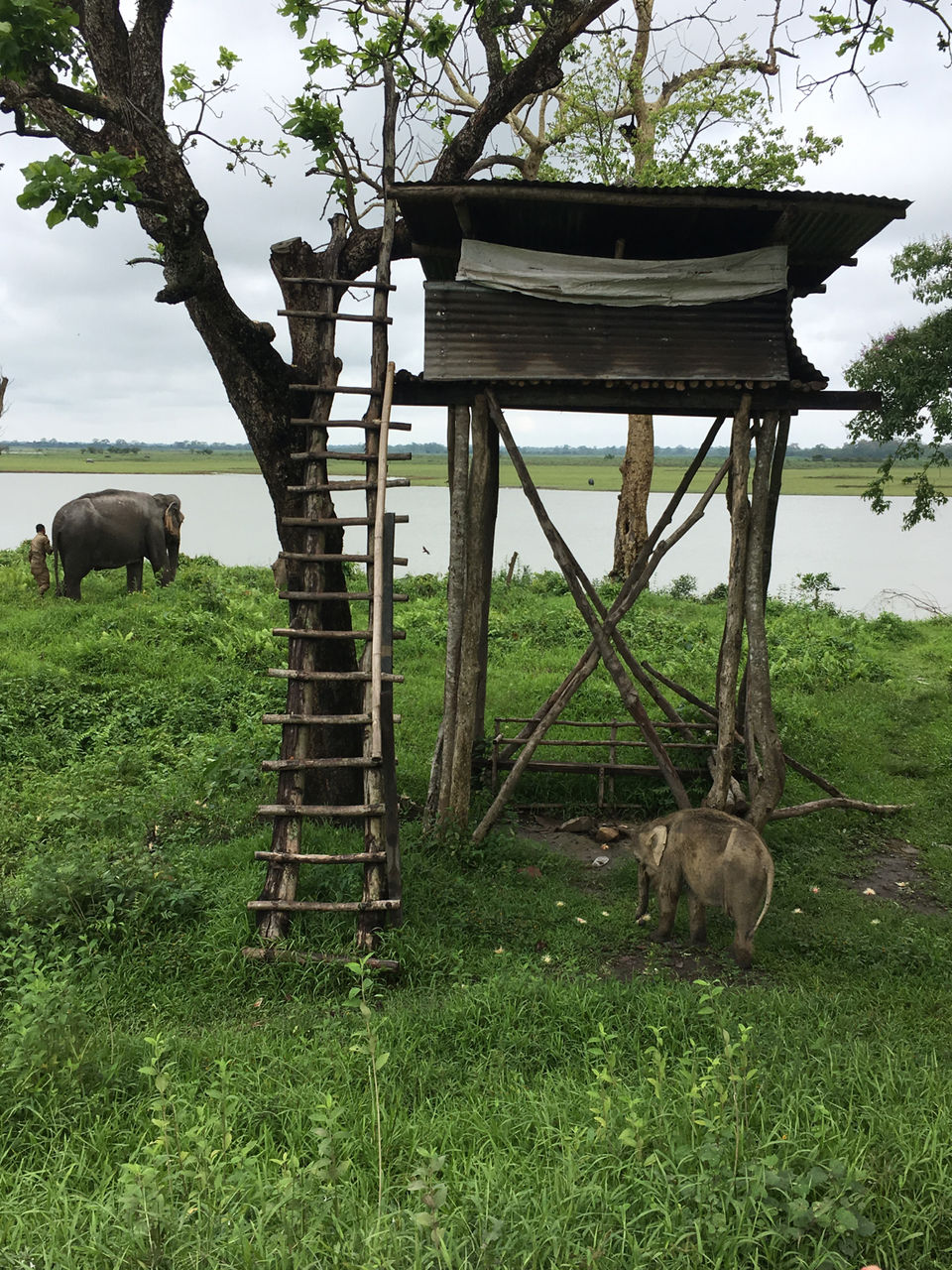 Photo of Kaziranga national park by poonam kalia