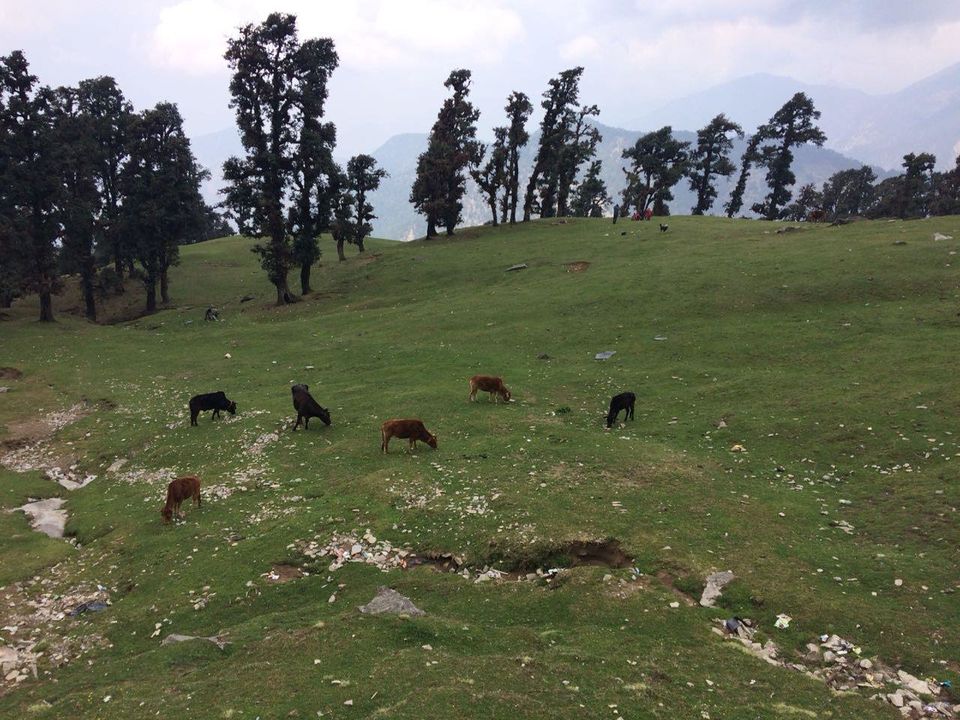 Photo of thrillwrill.com: Trek To Chandrashila Peak : A Perfect Trek For Beginners Who Seldom Go For Hiking 2/11 by Ranjan Gupta