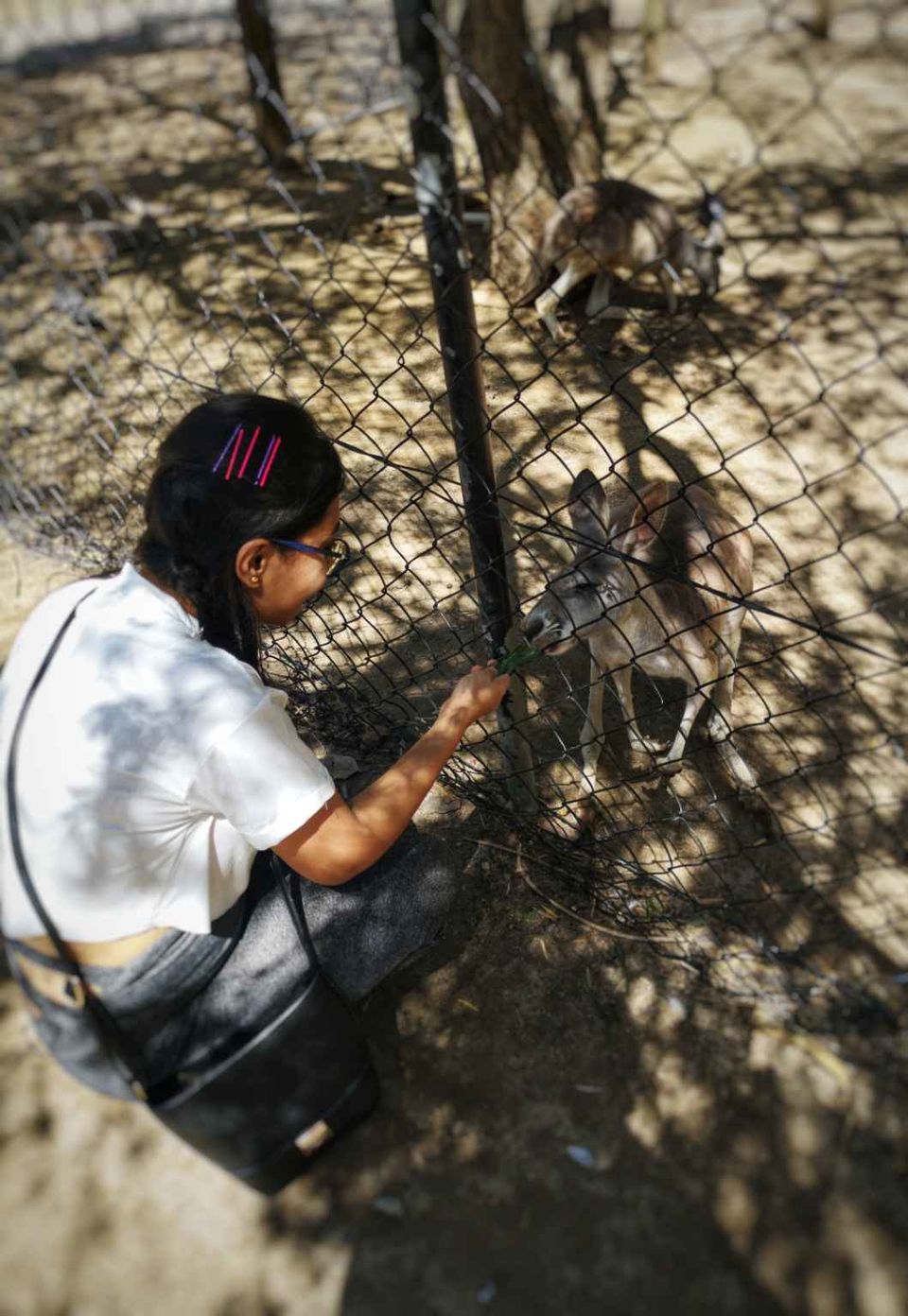 Photo of Currumbin Wildlife Sanctuary, Tomewin Street, Currumbin QLD, Australia by Papiya & Sayan