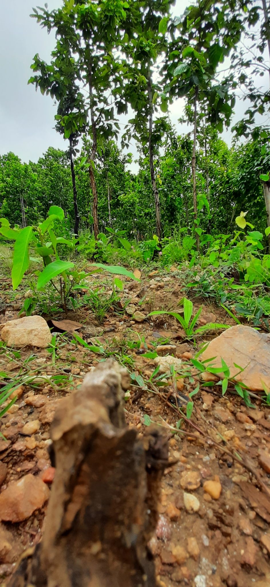 Photo of Jhilimili Forest Office by Curvy_bongshell