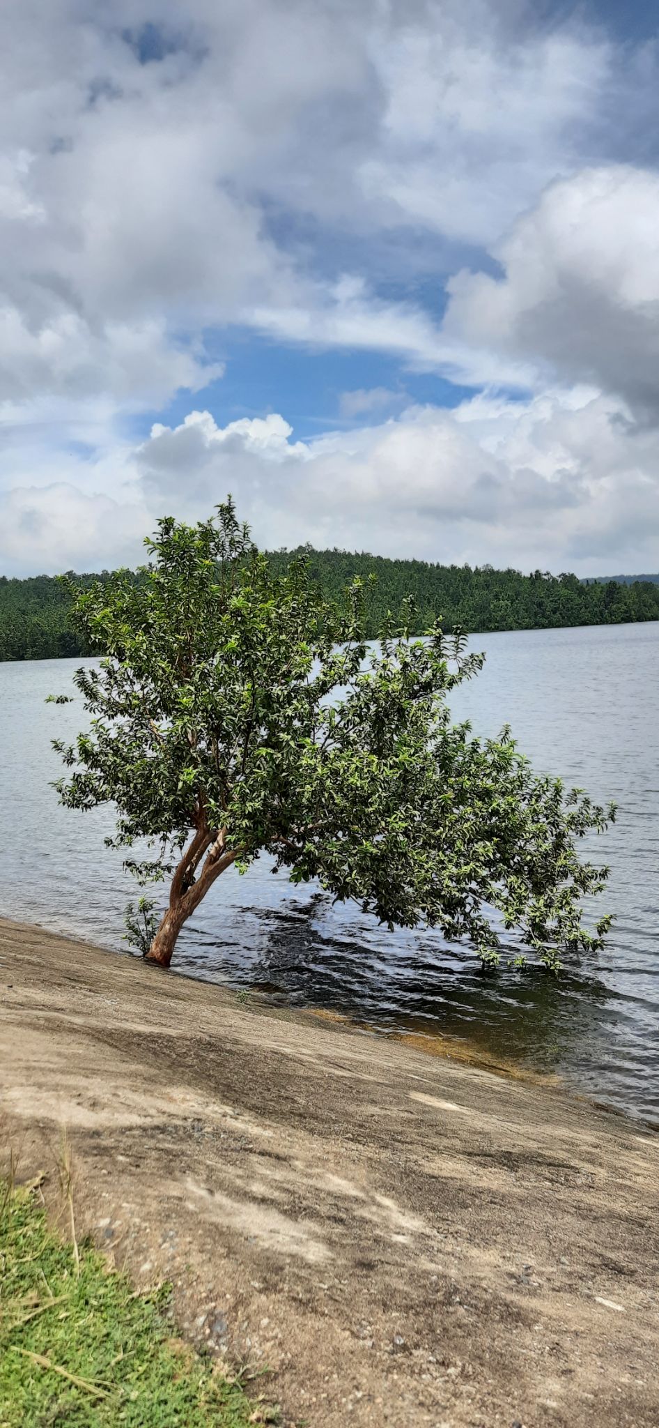 Photo of Talberiya Dam (তালবেড়িয়া জলাধার), Talberiya Road, Rautara, West Bengal, India by Curvy_bongshell
