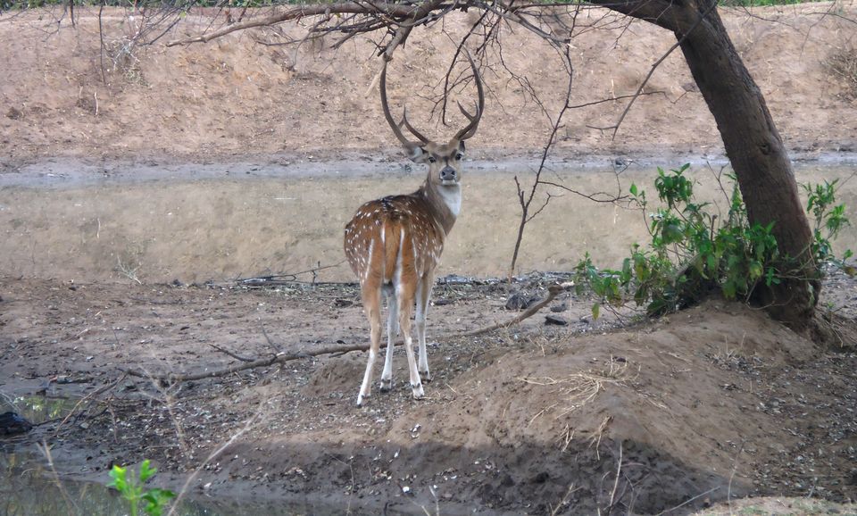 Photo of Sariska Tiger Reserve, Alwar, Ganeshpura With Rundh Kali Ghati, Rajasthan, India by Anend_anewbeginning