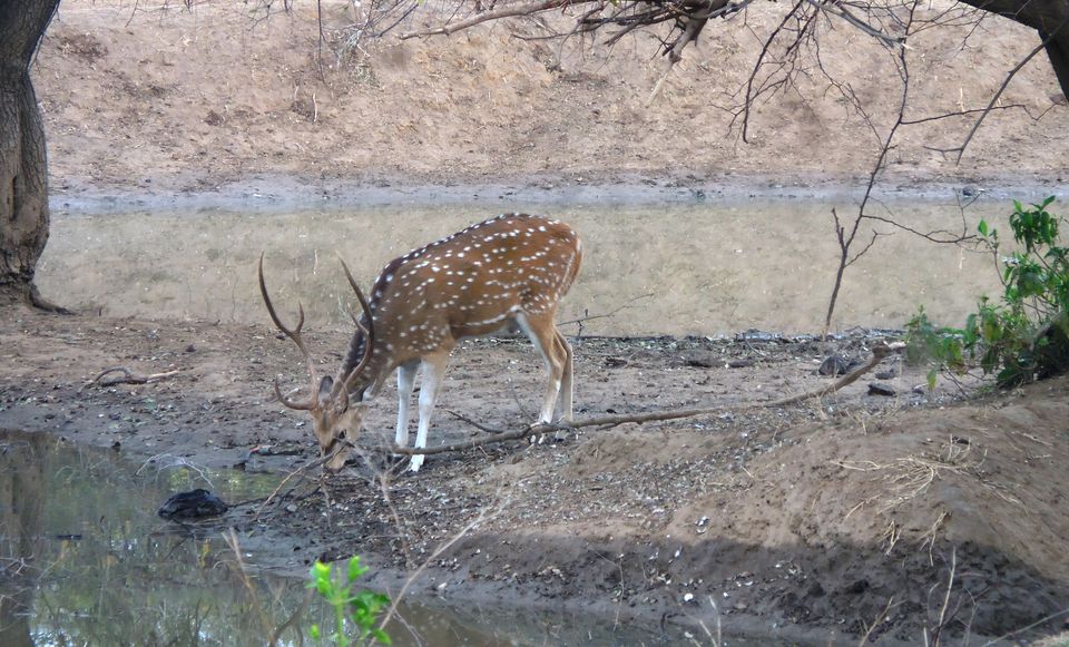 Photo of Sariska Tiger Reserve, Alwar, Ganeshpura With Rundh Kali Ghati, Rajasthan, India by Anend_anewbeginning