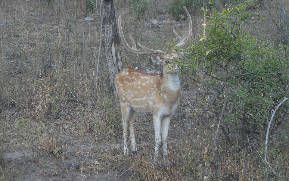 Photo of Sariska Tiger Reserve, Alwar, Ganeshpura With Rundh Kali Ghati, Rajasthan, India by Anend_anewbeginning